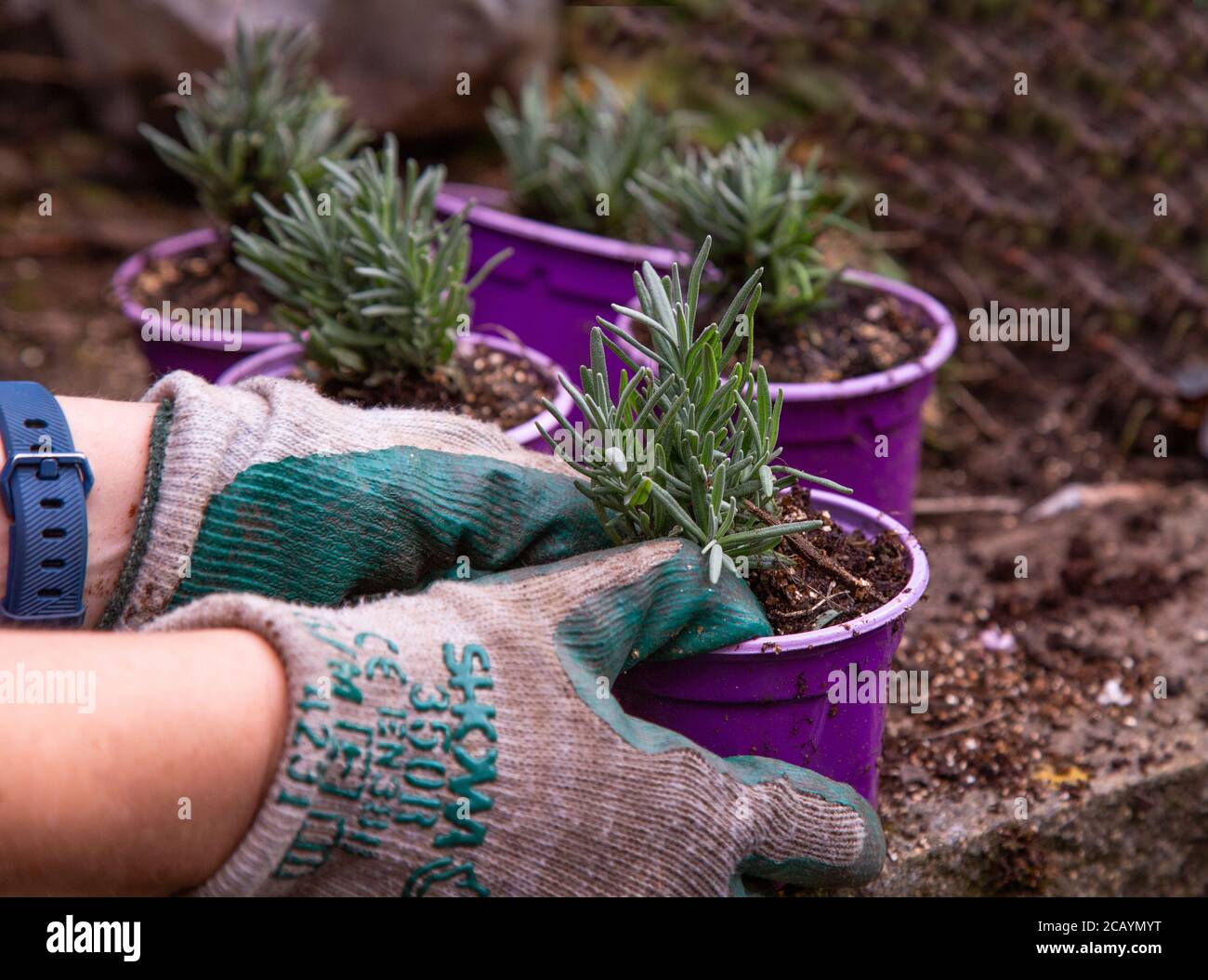 Potting on lavender plug plants (augustifolia rosea) in gritty compost