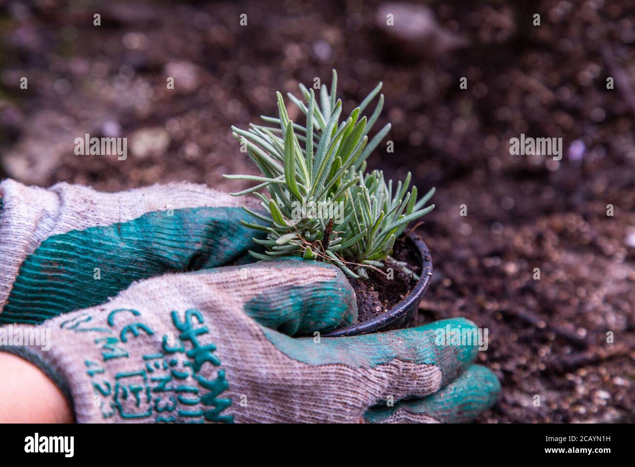 Potting on a lavender plug plant to allow it to grow before planting