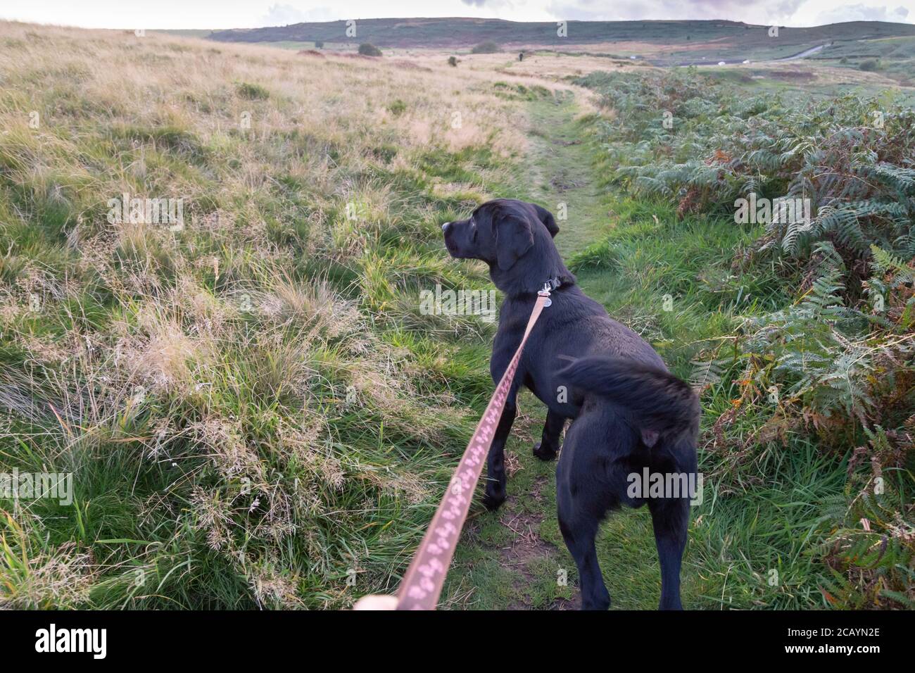 Black labrador on a lead going for a walk on Yorkshire moorland. Stock Photo