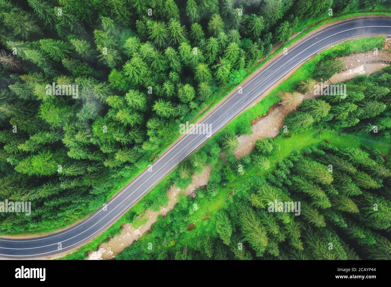 Summer forest view with green foliage hi-res stock photography and ...