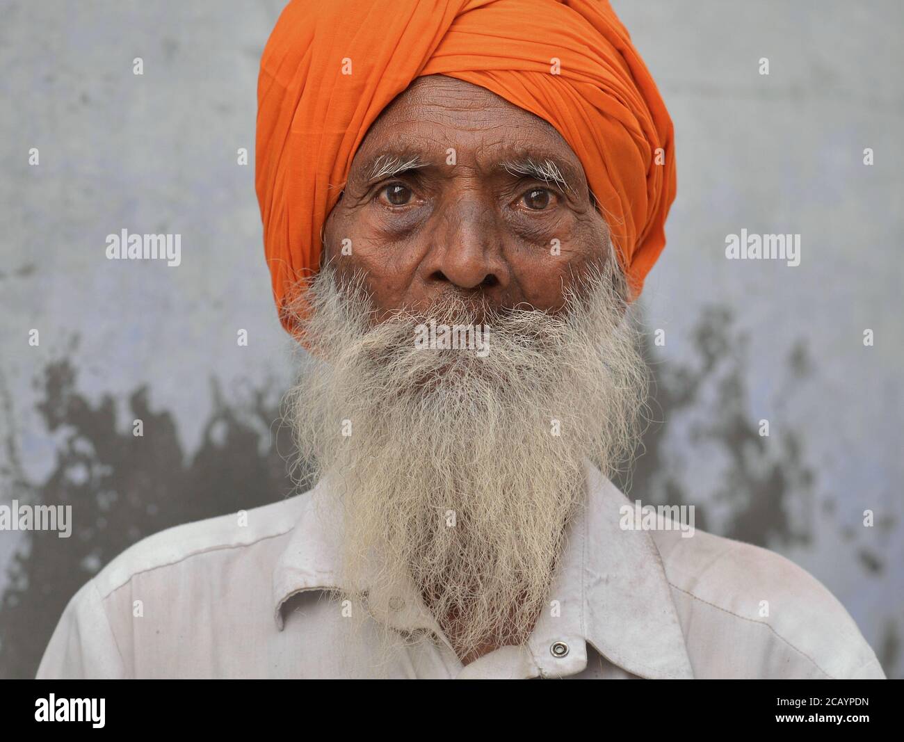 Old Indian Sikh man with orange turban (dastar) and long grey beard poses for a headshot. Stock Photo