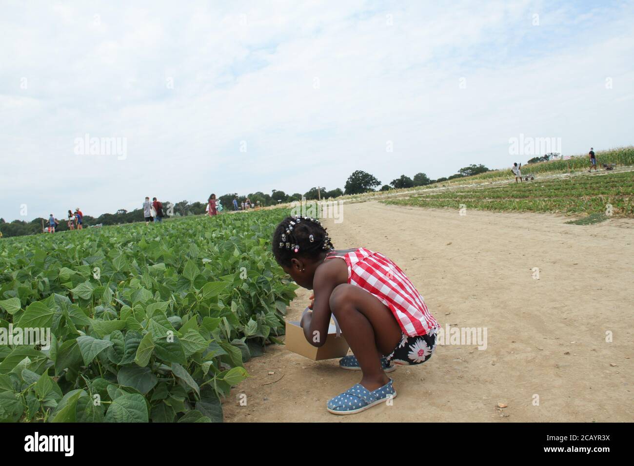 Parkside farm pick your own hires stock photography and images Alamy