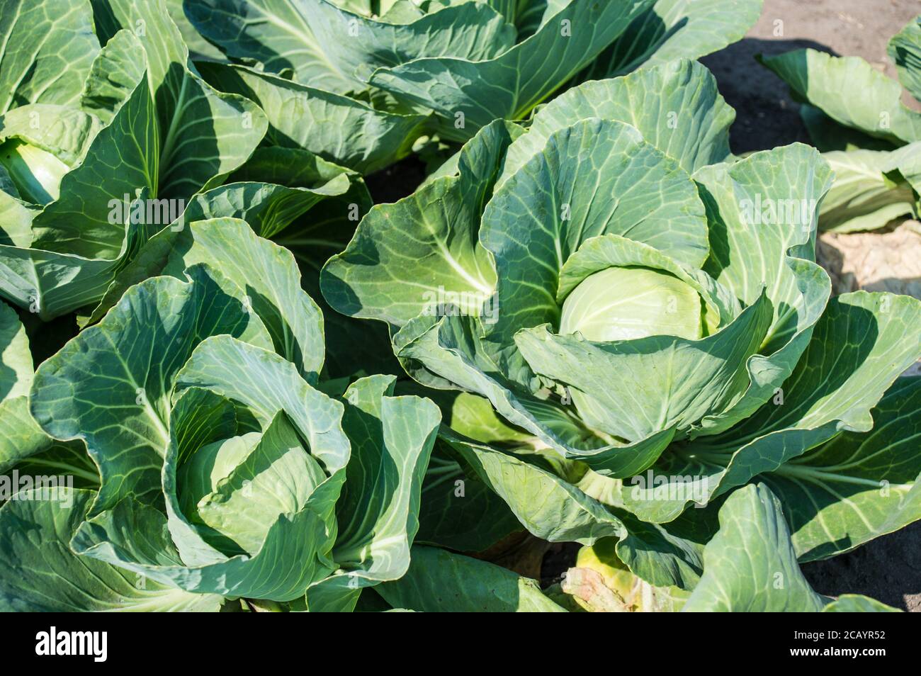 White cabbage Brassica oleracea in organic farm Stock Photo Alamy