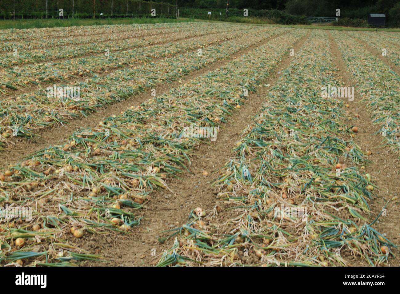 Parkside farm pick your own hires stock photography and images Alamy