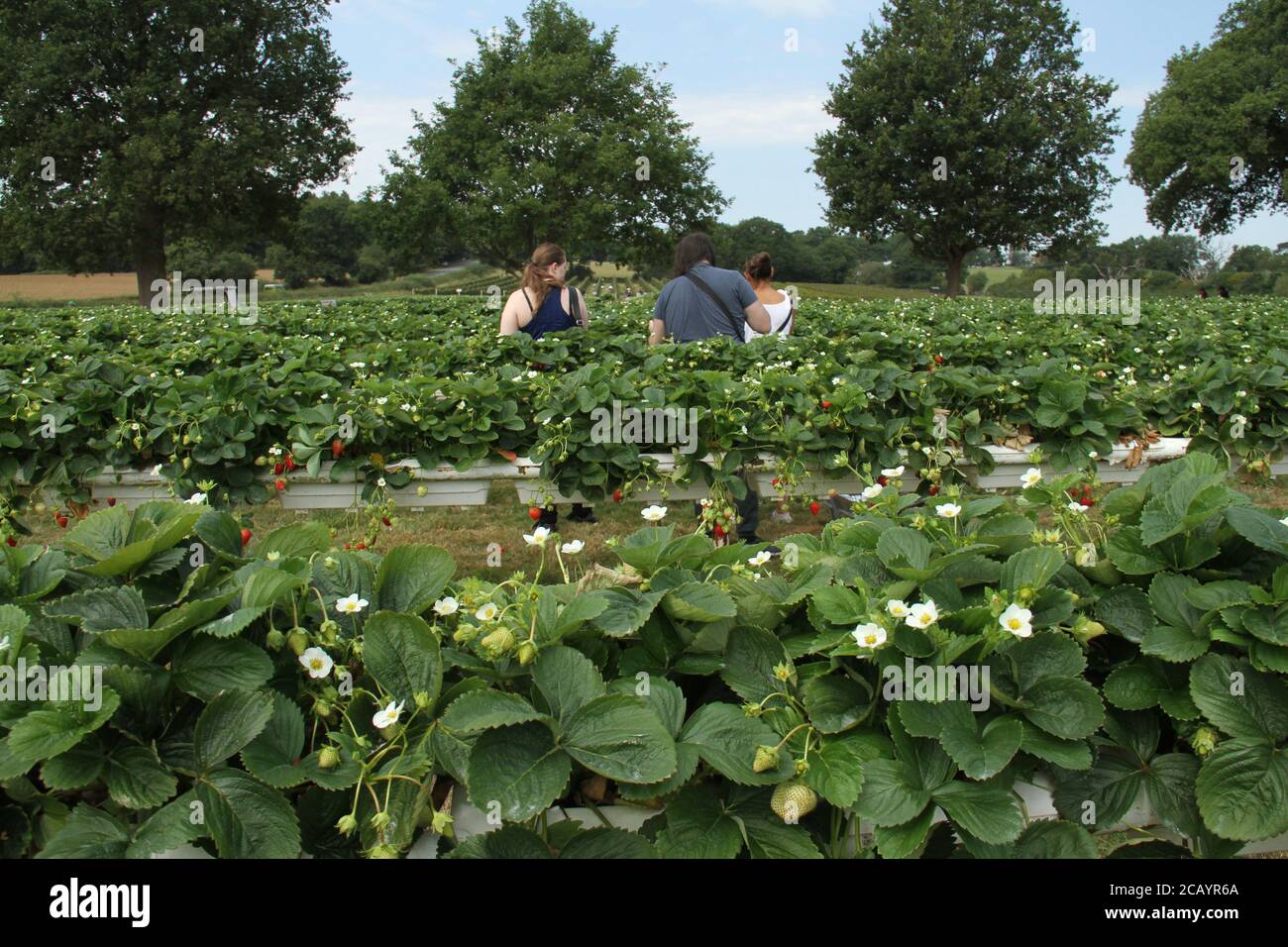 Parkside farm pick your own hires stock photography and images Alamy