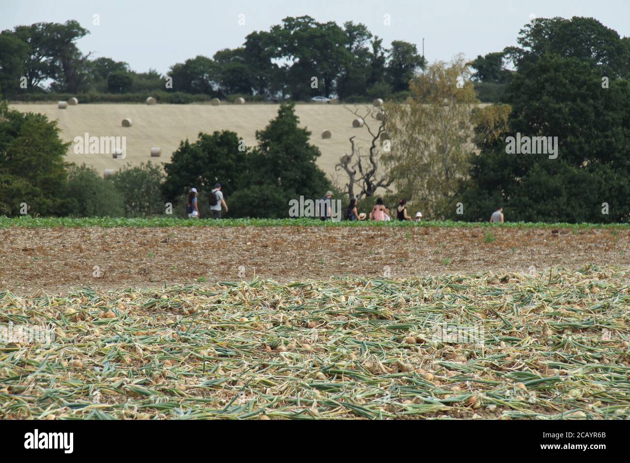 Parkside farm pick your own hires stock photography and images Alamy