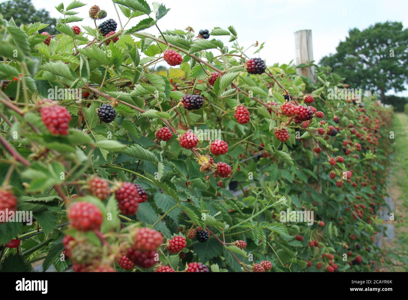 Parkside farm pick your own hires stock photography and images Alamy