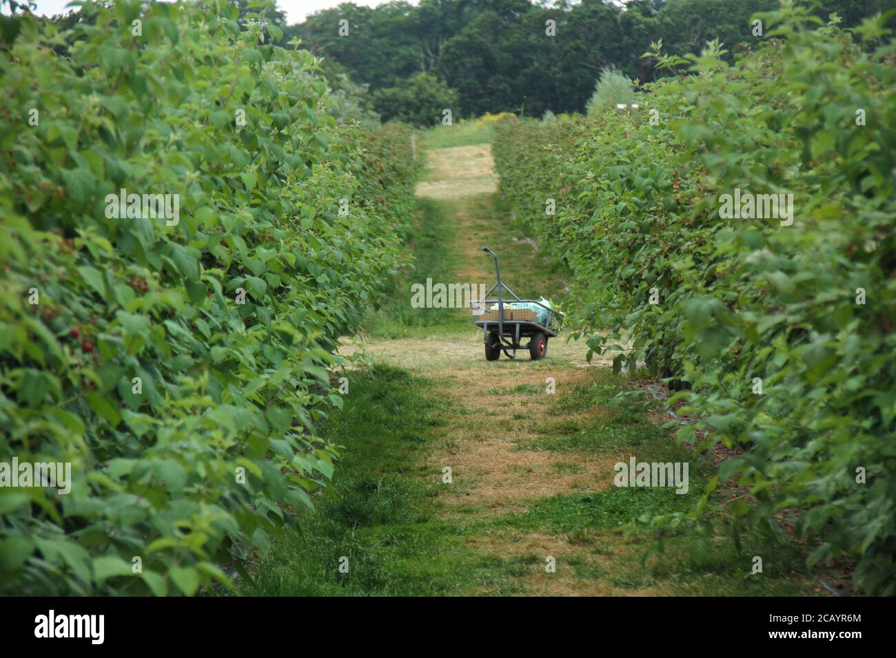 Enfield, UK. 8th Aug, 2020. A view of ripe raspberries at the Pick you