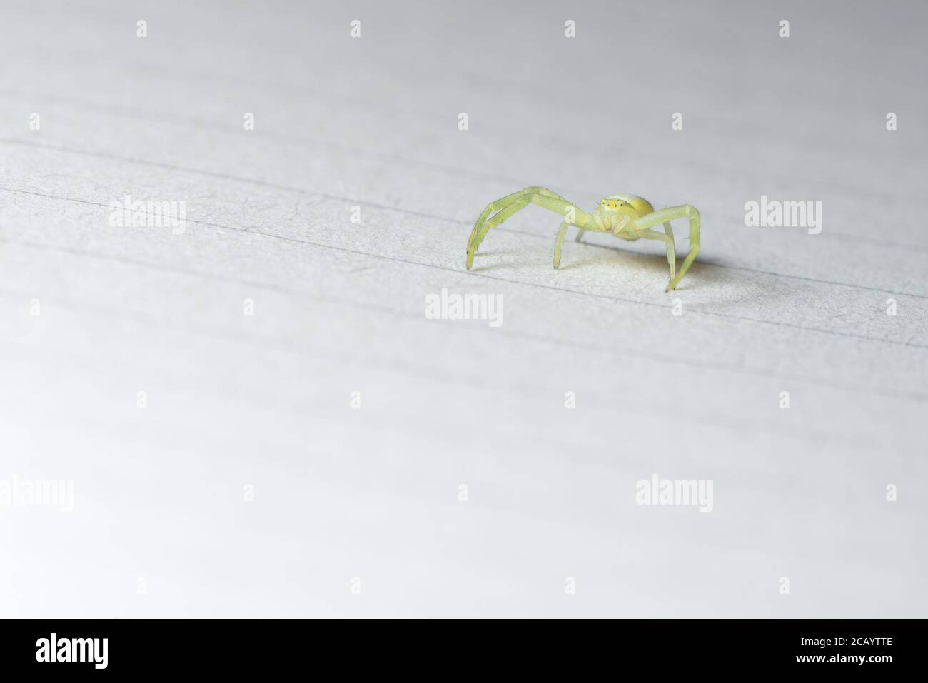 Face on low angle horizontal full body super macro image of a black footed yellow sack spider on lined paper indoors. Plenty of copy space. Stock Photo