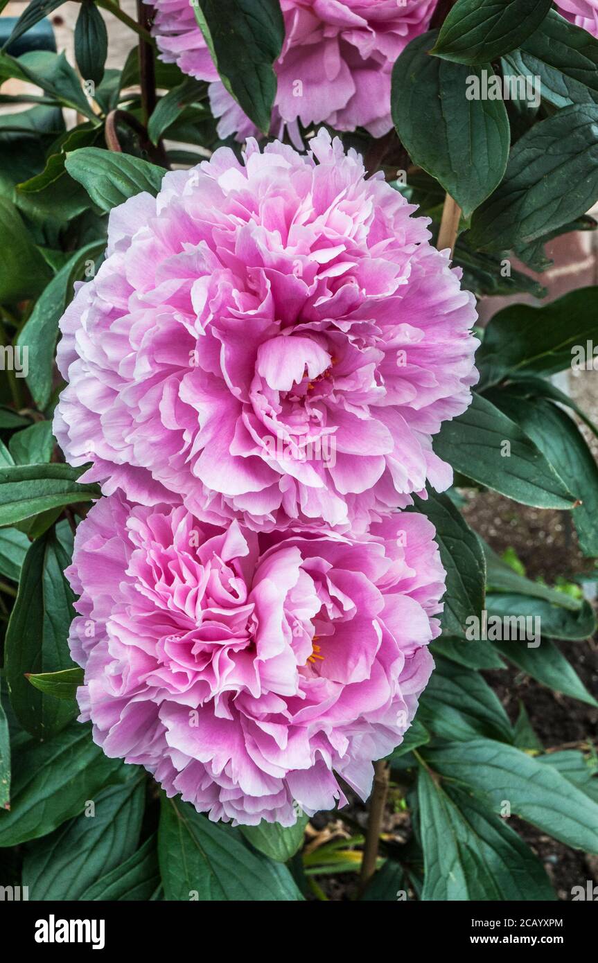 Paeonia Sarah Bernhardt in close up. Two large flower heads together. Stock Photo