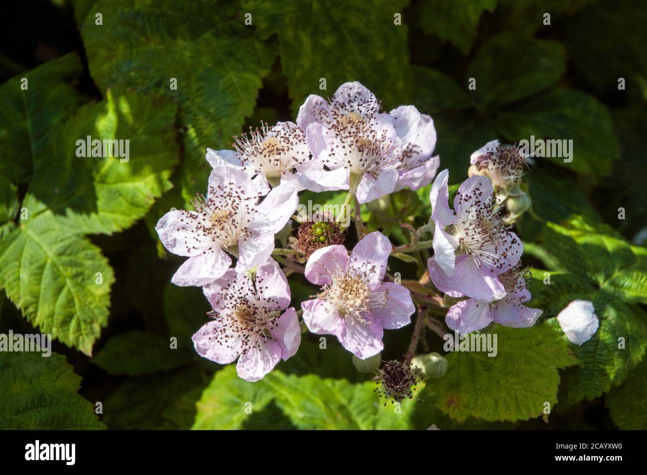 Roseaceae hires stock photography and images Alamy