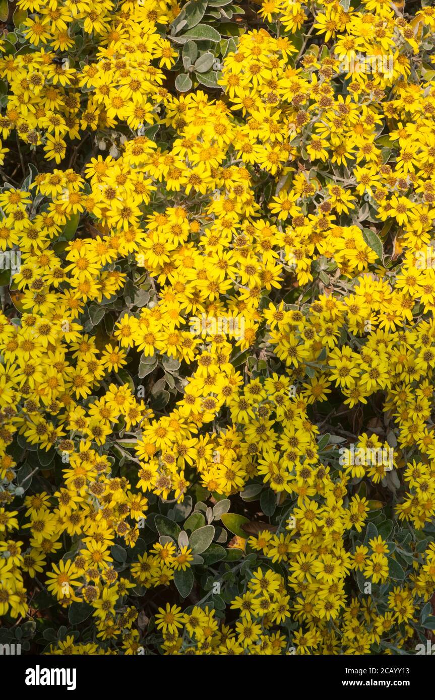 Brachyglottis Sunshine used to be called Senecio An evergreen perennial shrub that has yellow flowers in early to mid summer and is fully hardy Stock Photo