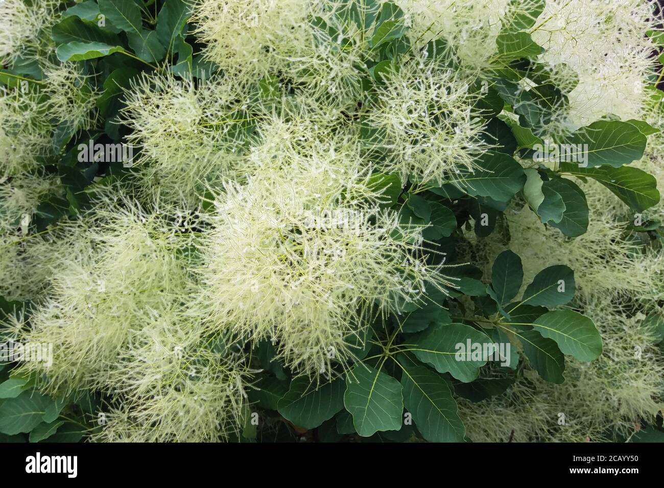 European smoketree blooming, Cotinus coggygria or Rhus cotinus blossom closeup Stock Photo