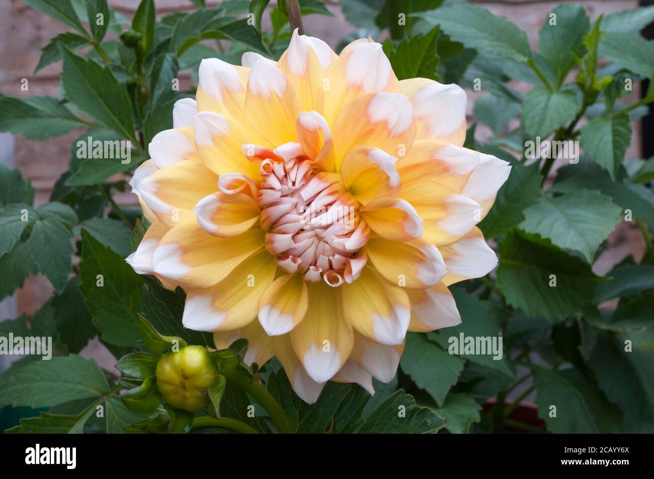 A close up of Dahlia Seattle a decorative or dinner plate double dahlia.that flowers throughout summer A tuberous perennial that likes full sun Stock Photo