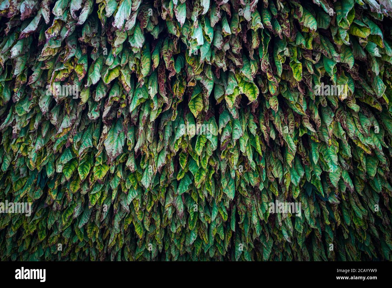 Drying Tobacco Leaves Stock Photo