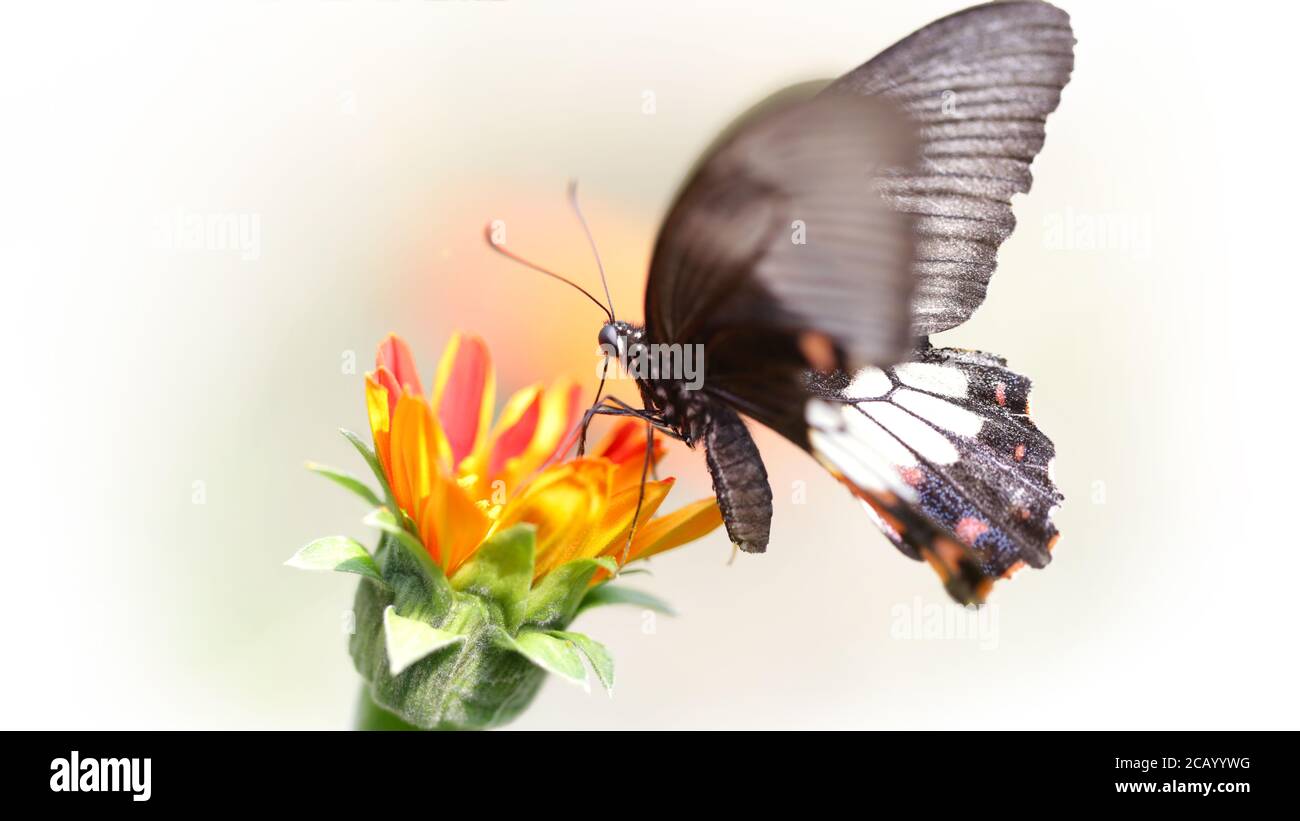 black butterfly flying over a colorful flower looking for pollen, this elegant and fragile insect from the Lepidoptera family has fast wings Stock Photo