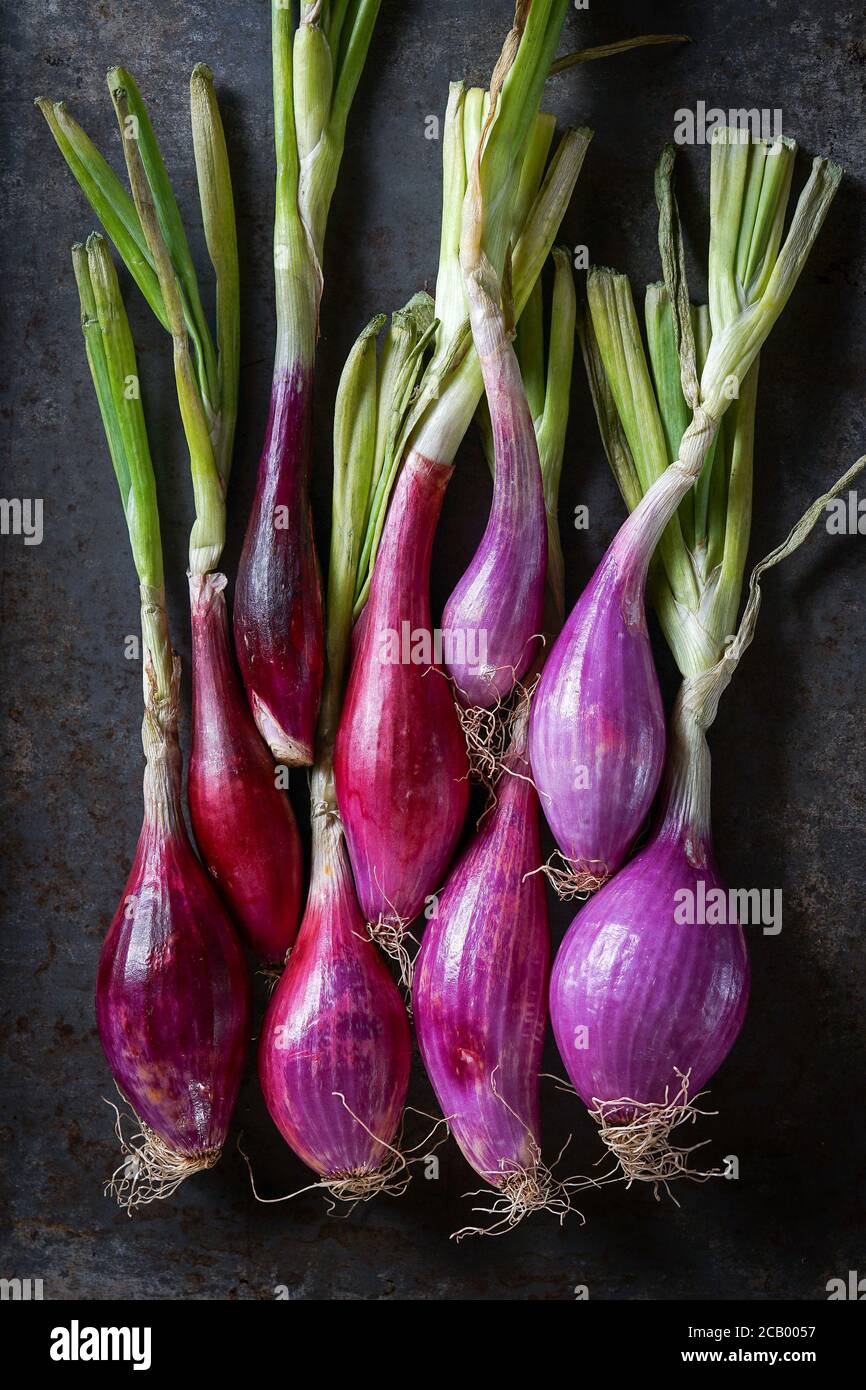 Red onion plant hi-res stock photography and images - Alamy
