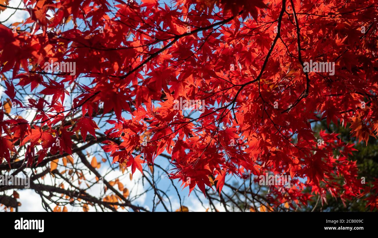 Autumn Maple Tree Red Leaves Stock Photo Alamy autumn-maple-tree-red-leaves-stock-photo-alamy