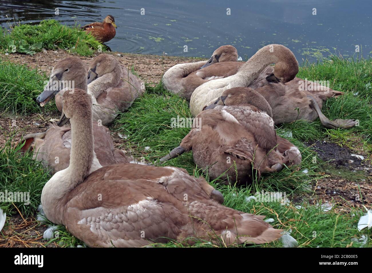 Swans with young Cygnets, at Fiddlers Ferry yacht haven,boatyard, summer, Penketh, Warrington,Cheshire, England, UK, WA5 2UJ Stock Photo