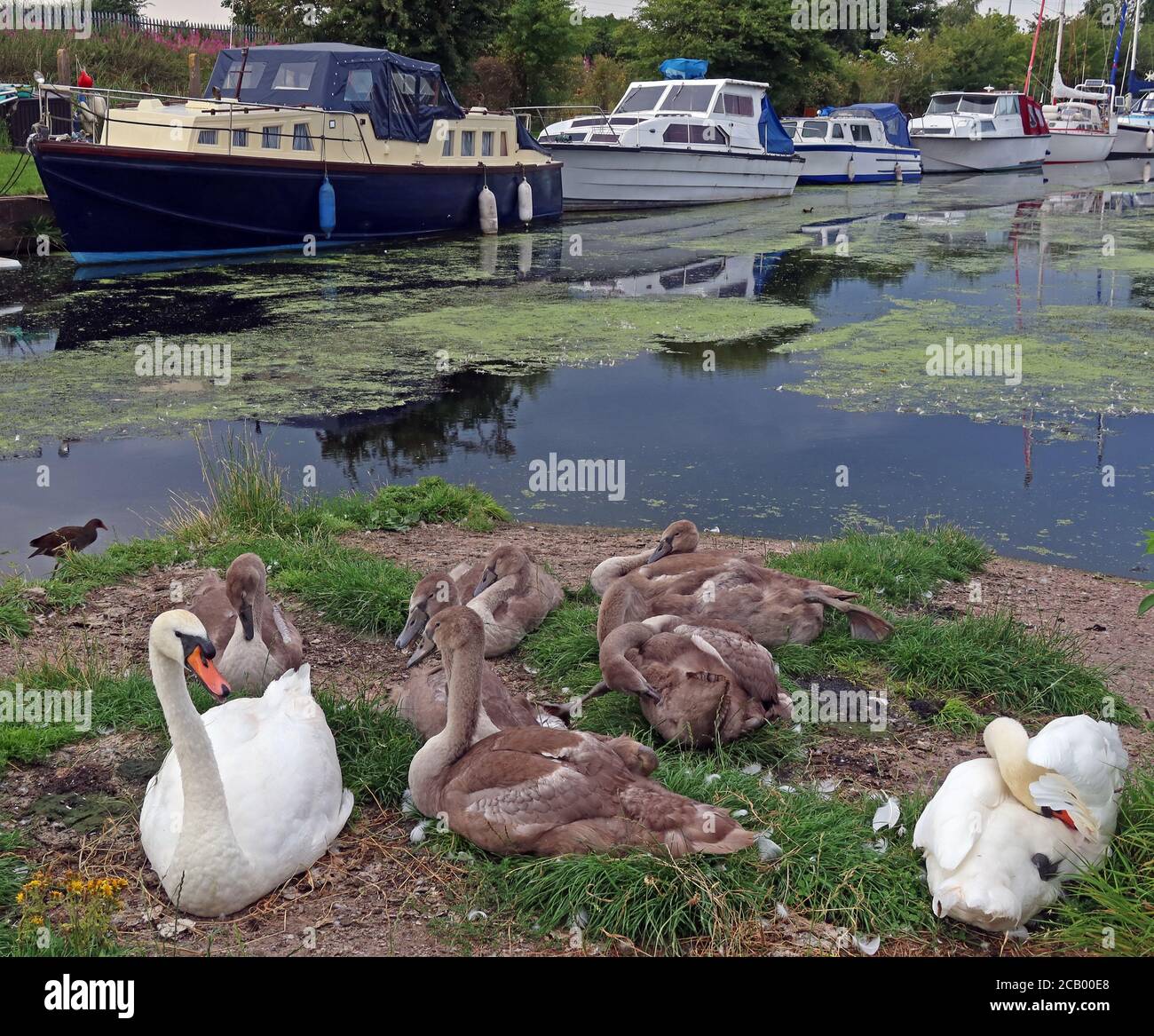 Swans with young Cygnets, at Fiddlers Ferry yacht haven,boatyard, summer, Penketh, Warrington,Cheshire, England, UK, WA5 2UJ Stock Photo