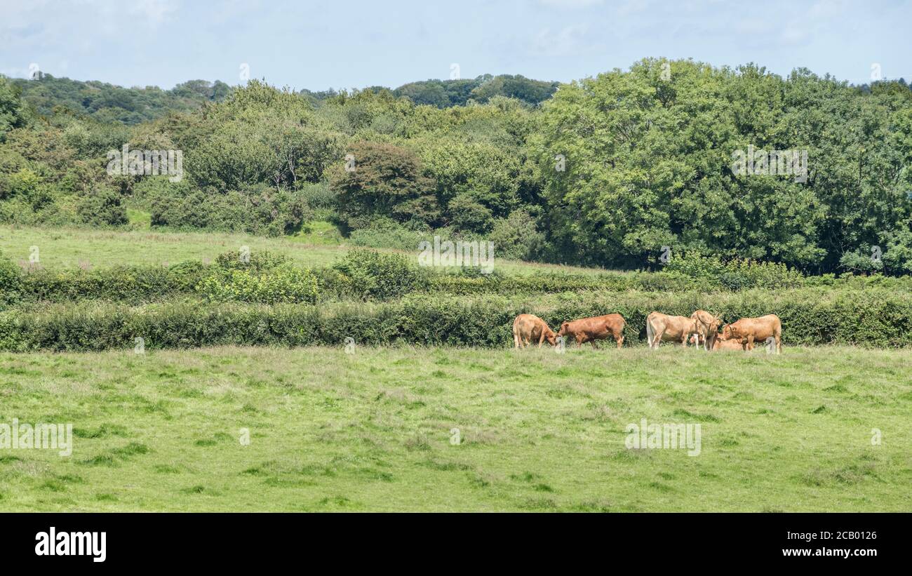 16:9 landscape. Brown coloured cows / cattle grazing in pasture. For UK livestock industry, livestock farming, cows, UK cattle breeds, British beef Stock Photo