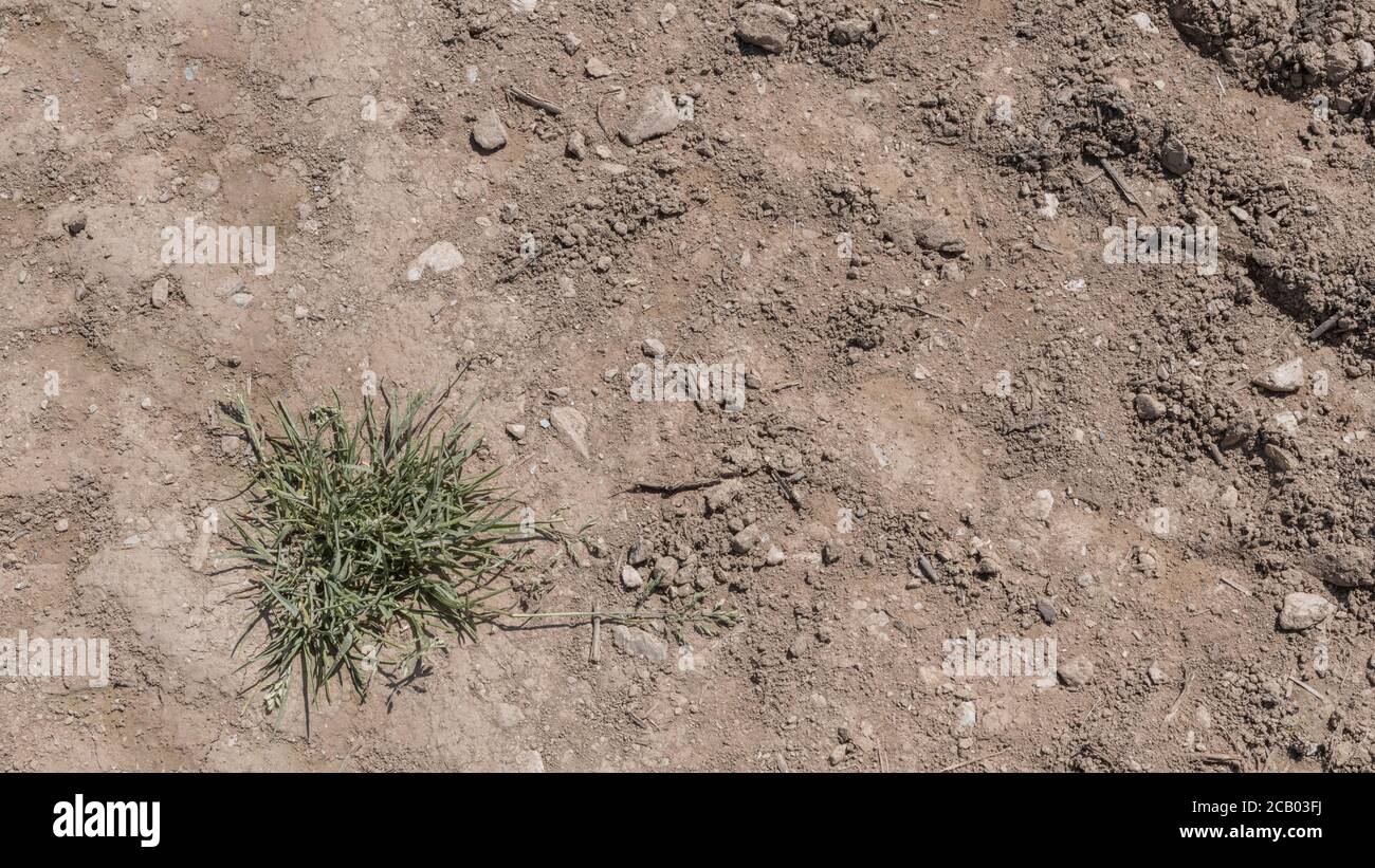 16:9 landscape of patch of parched soil. For failing crops, crop losses, famine, starvation, heatwave concept, heatwave crops, water crisis, drought. Stock Photo