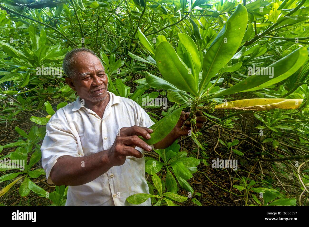 Local man shows mangrove tree that is used for medicinal purposes by people living on Kosrae, Micronesia. Juice from the berries is squeezed into the eye like an eye wash. The leaves are crushed and boiled to help ease asthma. Stock Photo