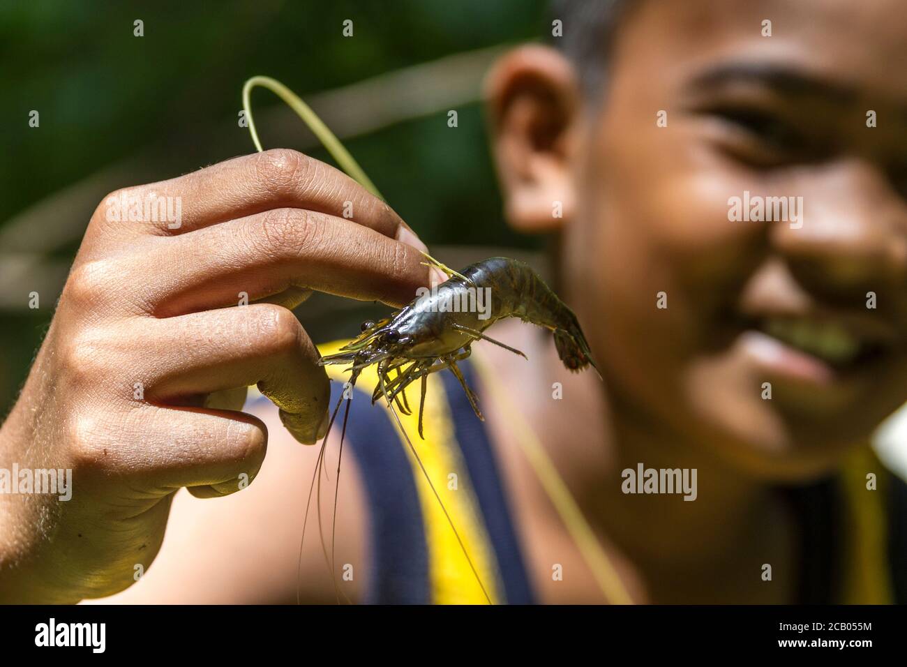 Boy holds fresh water shrimp that he caught using a piece of palm frond. Kosrae, Micronesia Stock Photo