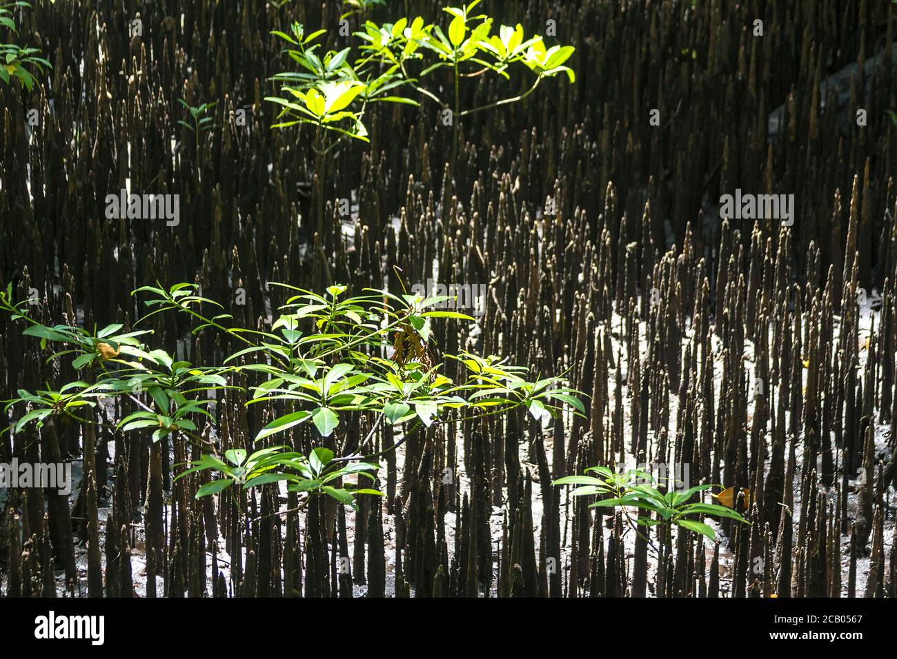 Mangrove swamp with air roots roots or 'knees' coming up out of the water at low tide. Kosrae, Micronesia. Stock Photo