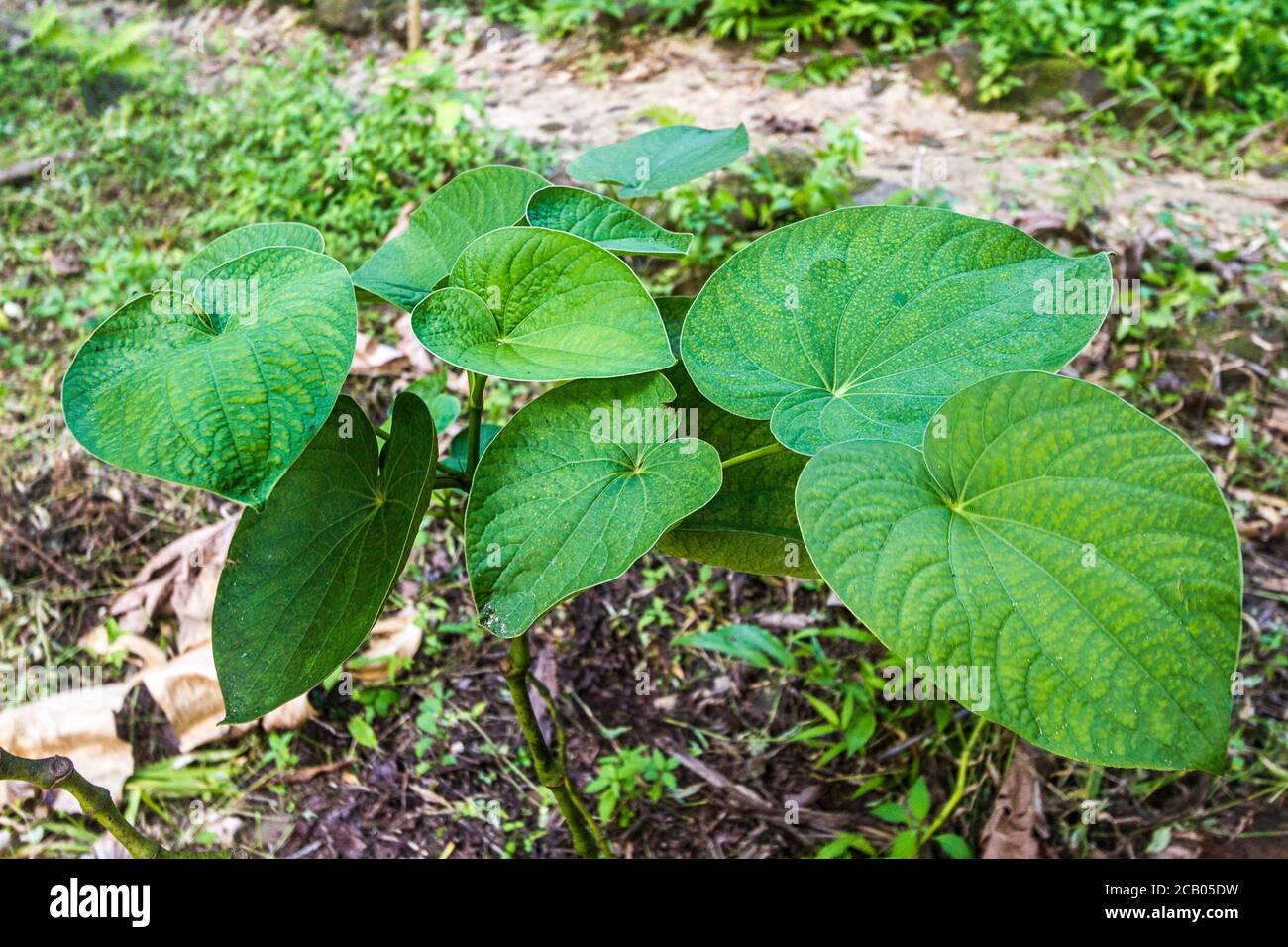 Young kava plant, which is in the pepper family. The roots are pounded to make the kava drink, a mildly relaxing liquid that tastes like mud. Kosrae, Micronesia. Stock Photo