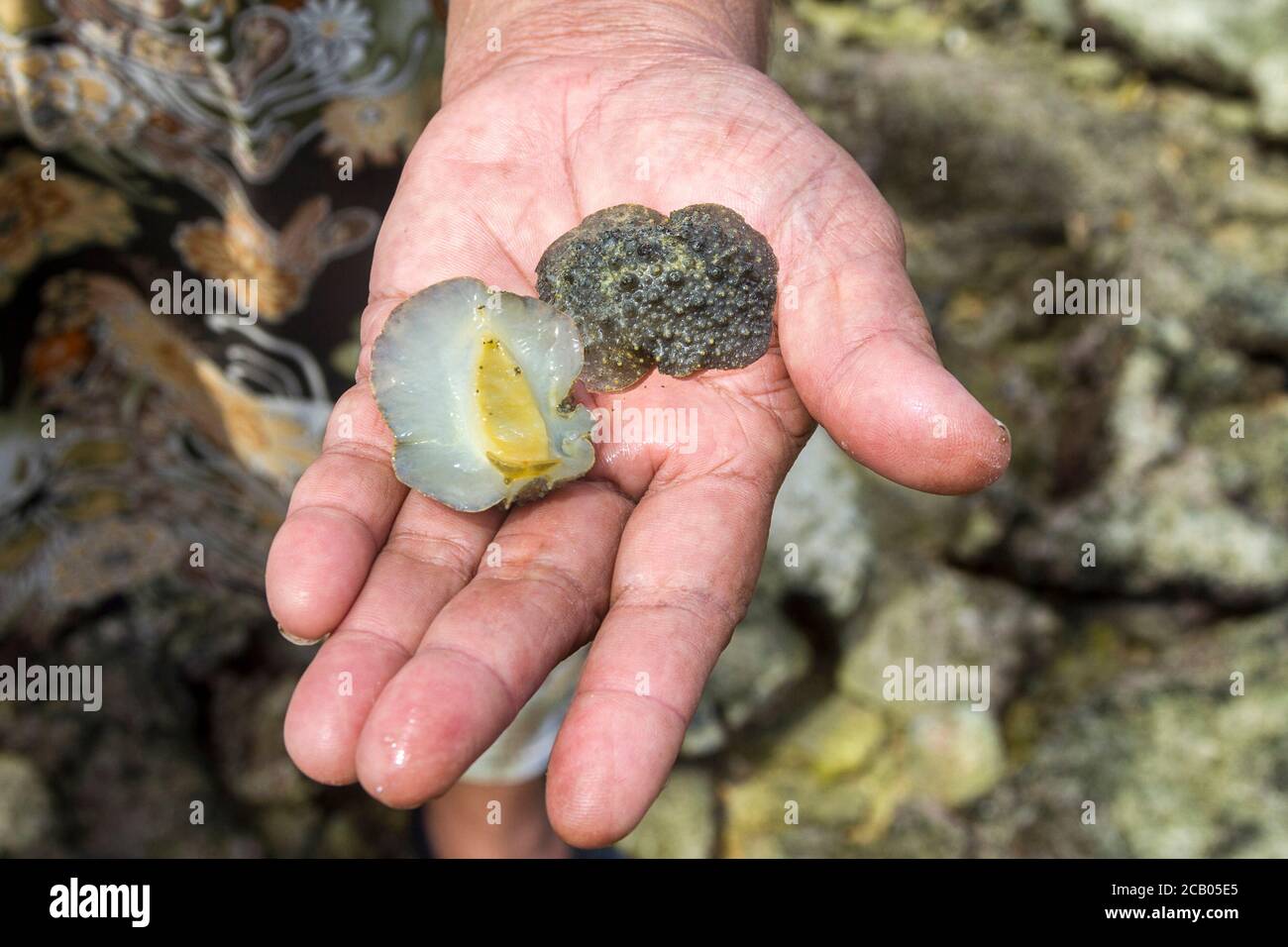 Both sides of an edible sea slug. Local people pry these from rocks at low tide, chip them, boil them and then add coconut milk. The taste is somewhat like calamari. Popular on tropical Pacific islands. Kosrae, Micronesia. Stock Photo