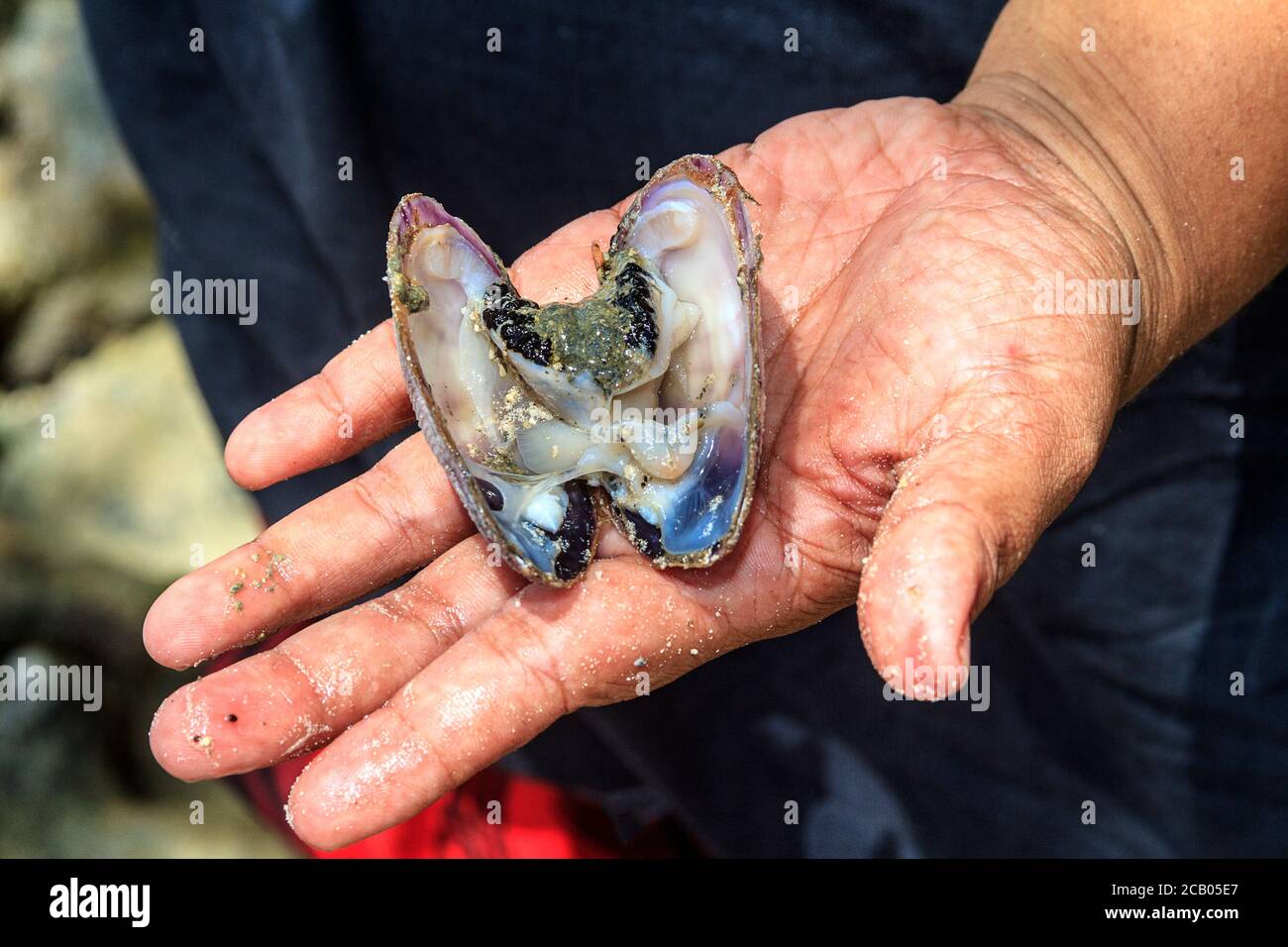 Fresh raw clam, waiting to be eaten with a squirt of lime juice. Stock Photo