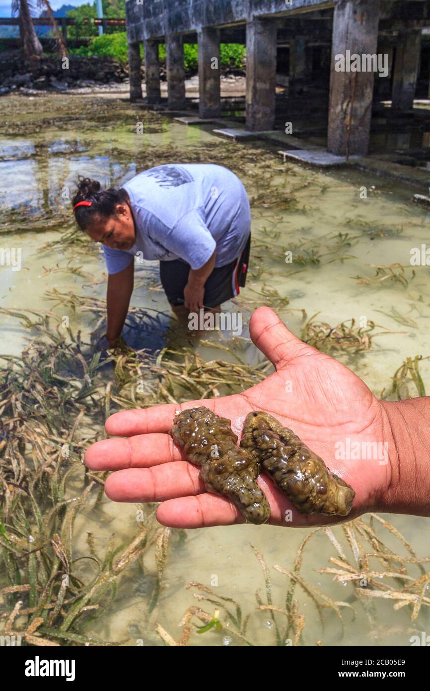 Sponges are considered a local delicacy by people who live in Kosrae, Micronesia. They are easy to find and high in nutrition. The taste is a bit salty and sharp but pleasant. Here a local woman looks for them among eel grass near the beach shoreline. Stock Photo