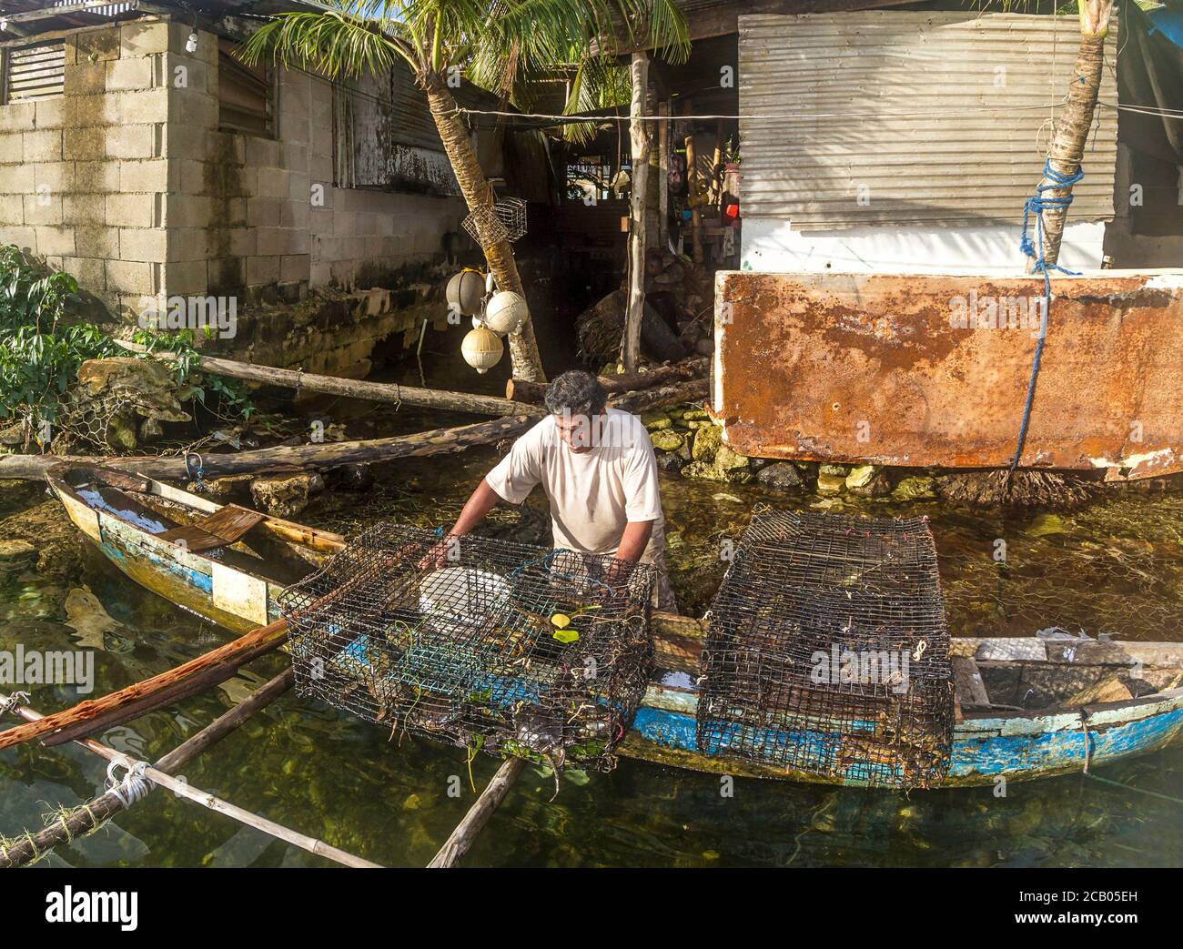 Local man removes fresh caught mangrove crabs from his crab traps in Kosrae, Micronesia. Stock Photo