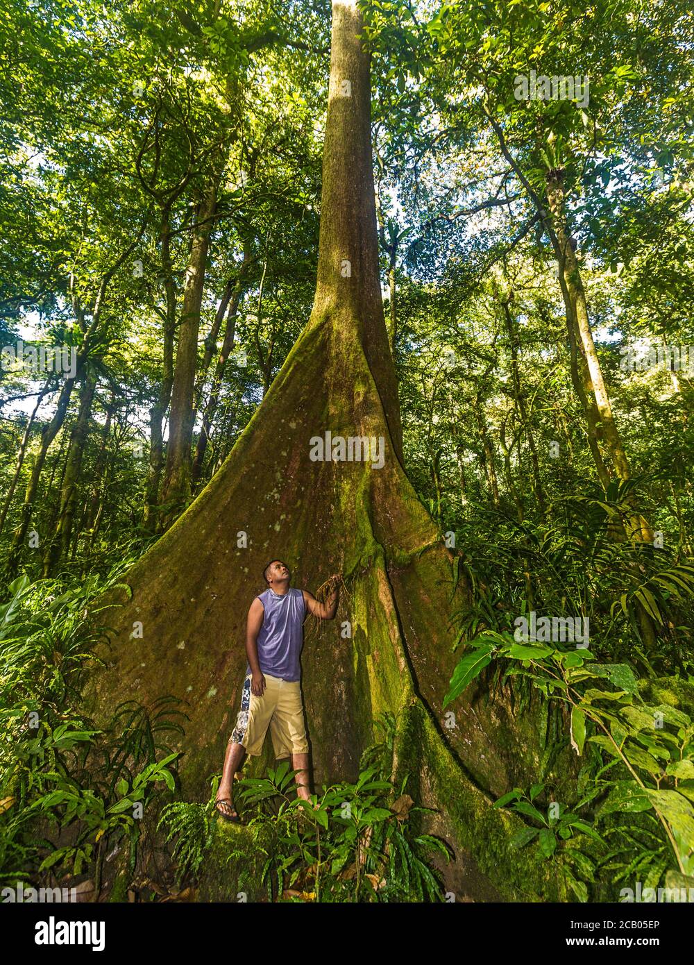 Man inspects a ka tree in Yela, a protected ka forest on Kosrae, Micronesia. The 86 acre forest is owned by 10 local families and is estimated to hold anywhere from 500 to 1,000 of these precious hardwood trees, along with at least 10 species of mangrove trees. The trees, which can grow to 80 feet with a 30 foot wide buttress at the base, are found only on Kosrae and Pohnpei. Locals use the trees to make their outrigger canoes, flooring and furniture. Stock Photo
