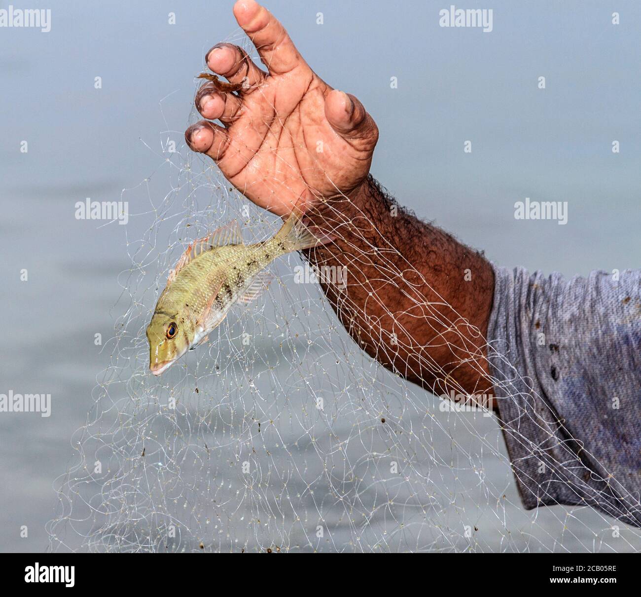 Juvenile orange striped emperor fish (Lethrinus obsoletus) caught with a net in shallow waters off the beach in Kosrae, Micronesia. A long net made of filament threads is is spread by two people. A third person smacks the water to drive fish into the net. Stock Photo