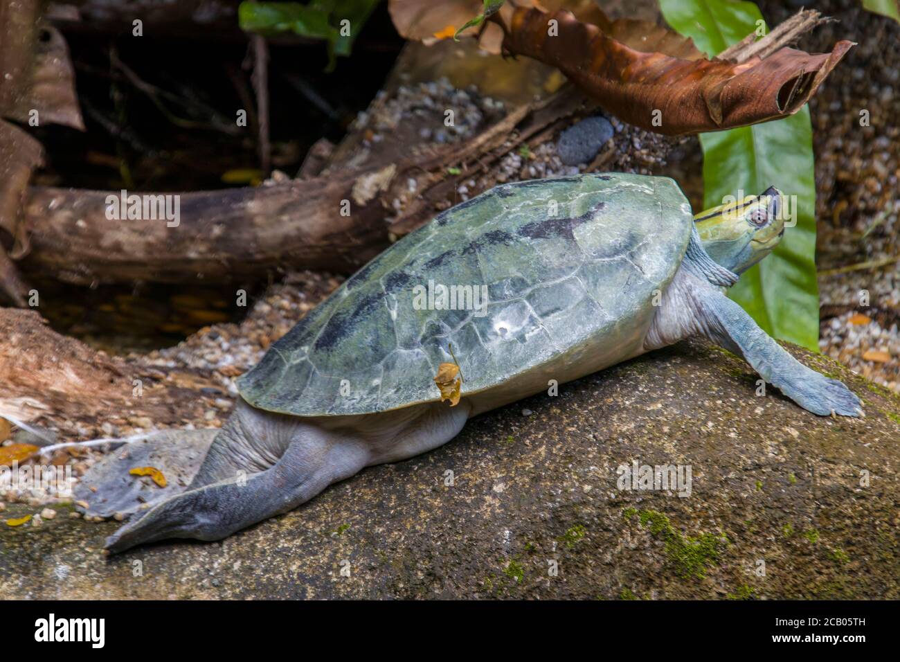 The Burmese roofed turtle (Batagur trivittata) is one of six species of turtle in the genus Batagur of the family Geoemydidae. Stock Photo