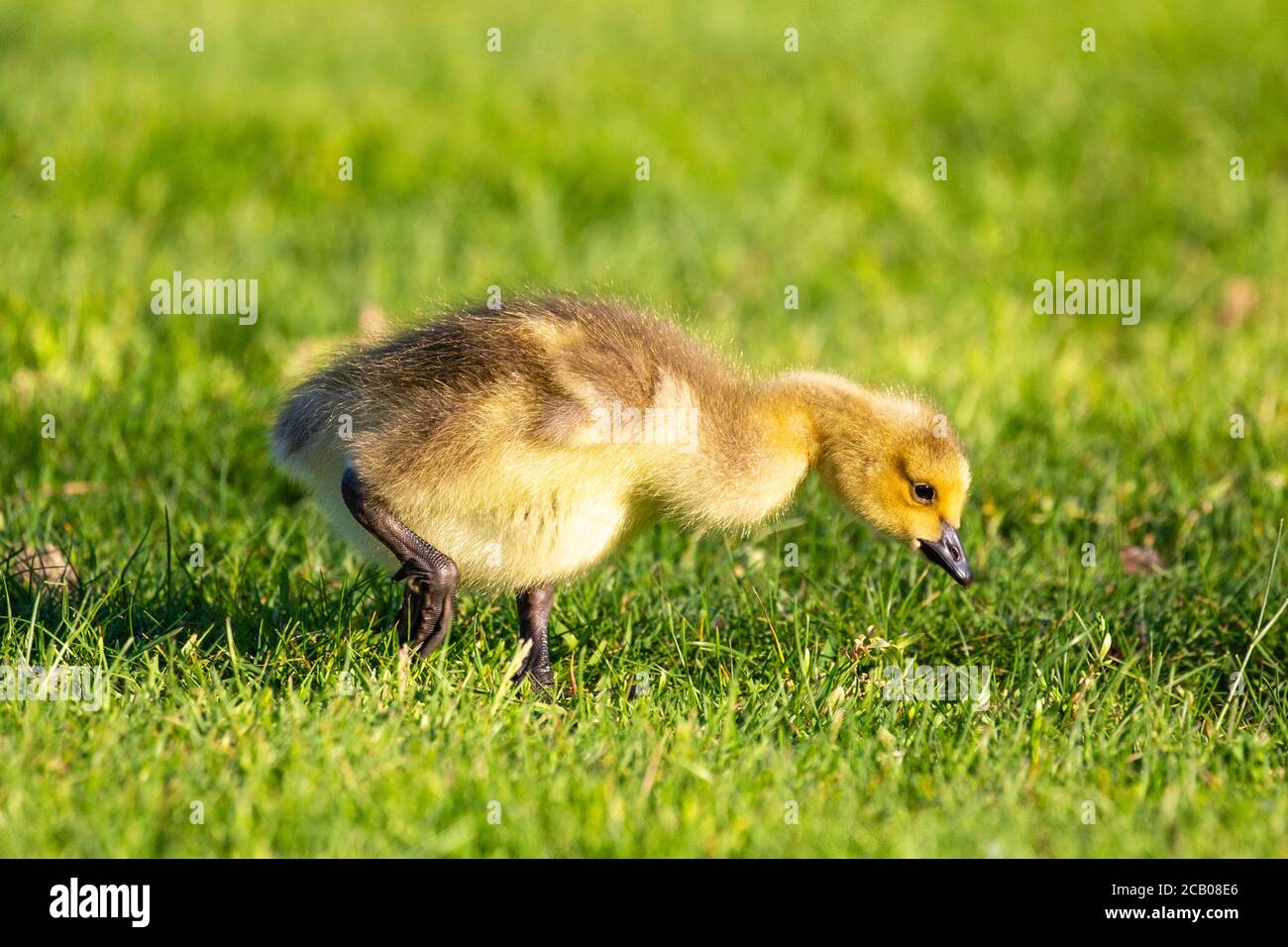 Canada goose (Branta canadensis) goslings eating and looking for foof in the springtime, horizontal Stock Photo