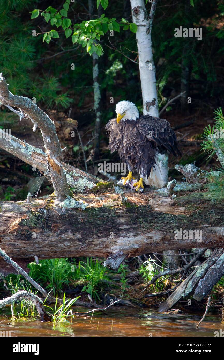 American bald eagle food hires stock photography and images Alamy