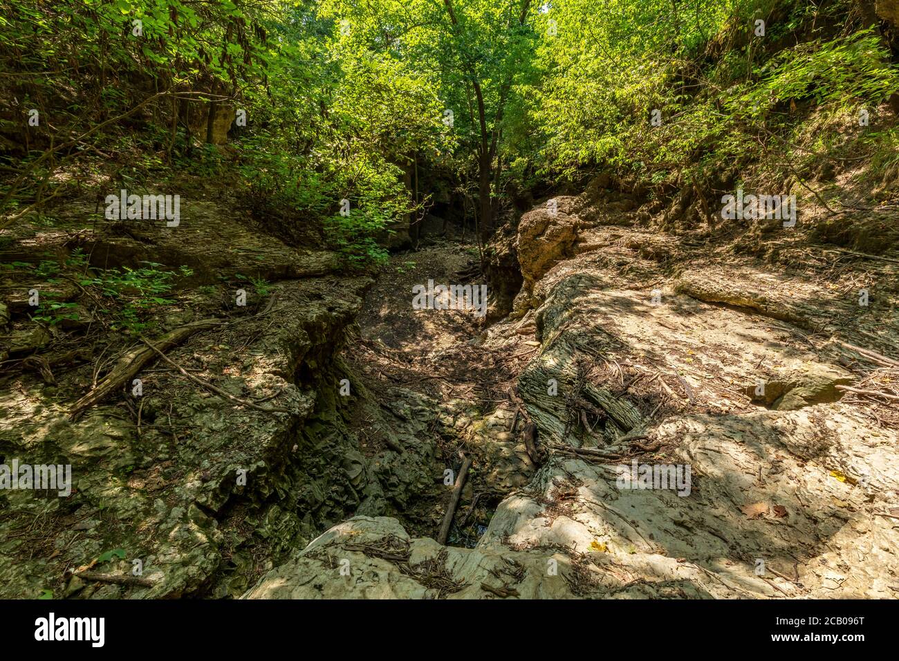 A Dried Up Riverbed In The Woods Stock Photo