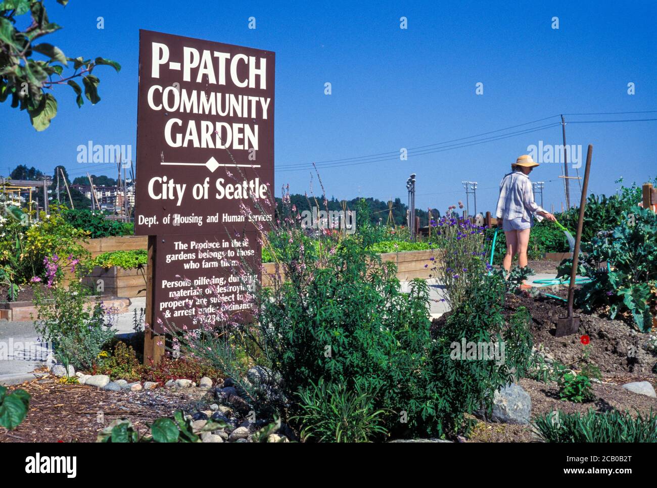 Woman working in P-Patch Community Garden, Seattle, Washington USA Stock Photo