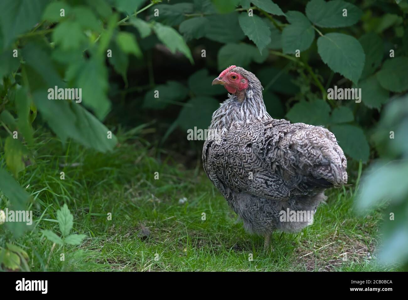1 - Facing side on, intricate silver and black detailed patterning of this pet bantam chicken's plumage is shown. Pure bred animal in garden scene. Stock Photo