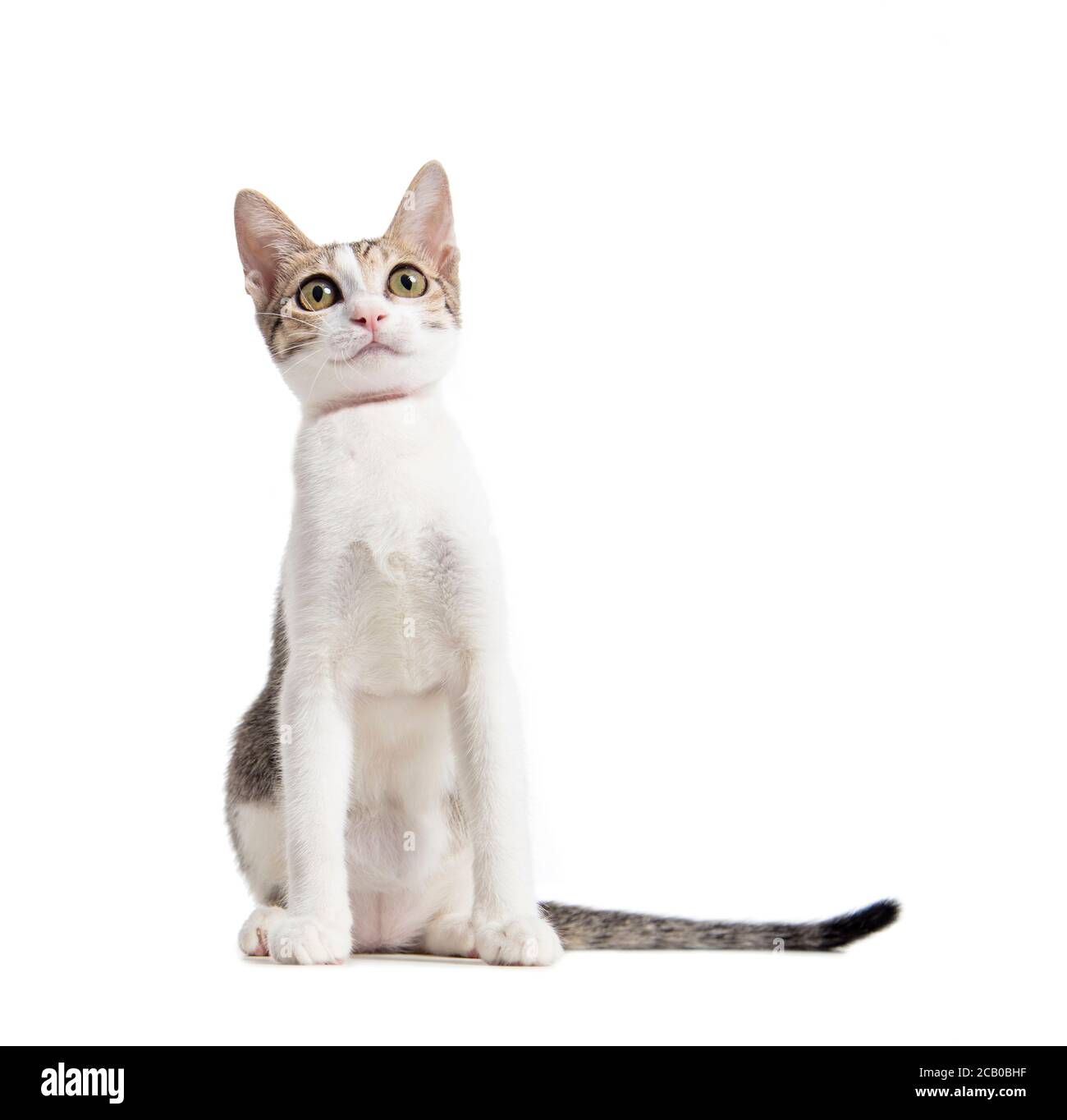 young cat isolated on white background Stock Photo - Alamy