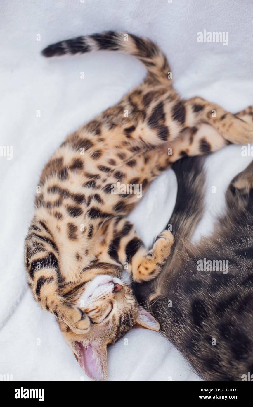 Two Bengal cats sleeping on the white background Stock Photo Alamy