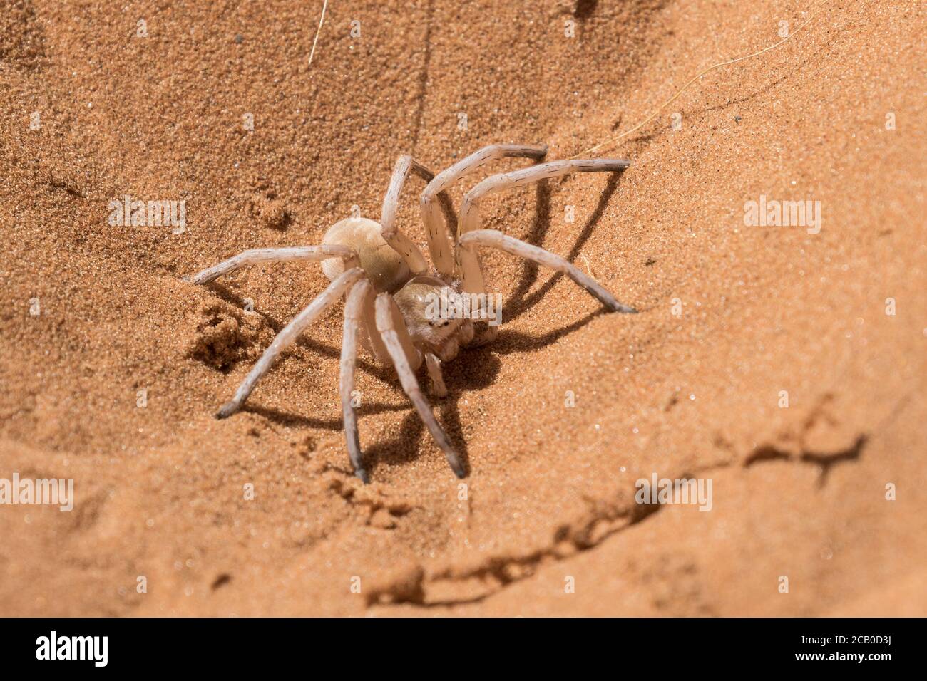 Dancing White Lady Spider Photographed in the Namibian sand dunes Stock