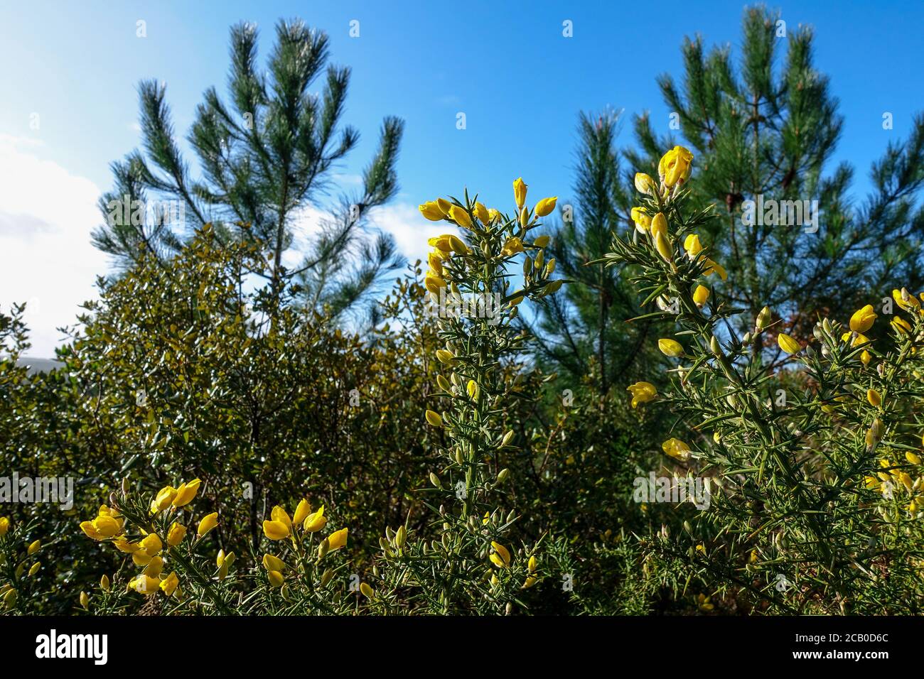 Pine Forest and blue sky background of nature Stock Photo - Alamy