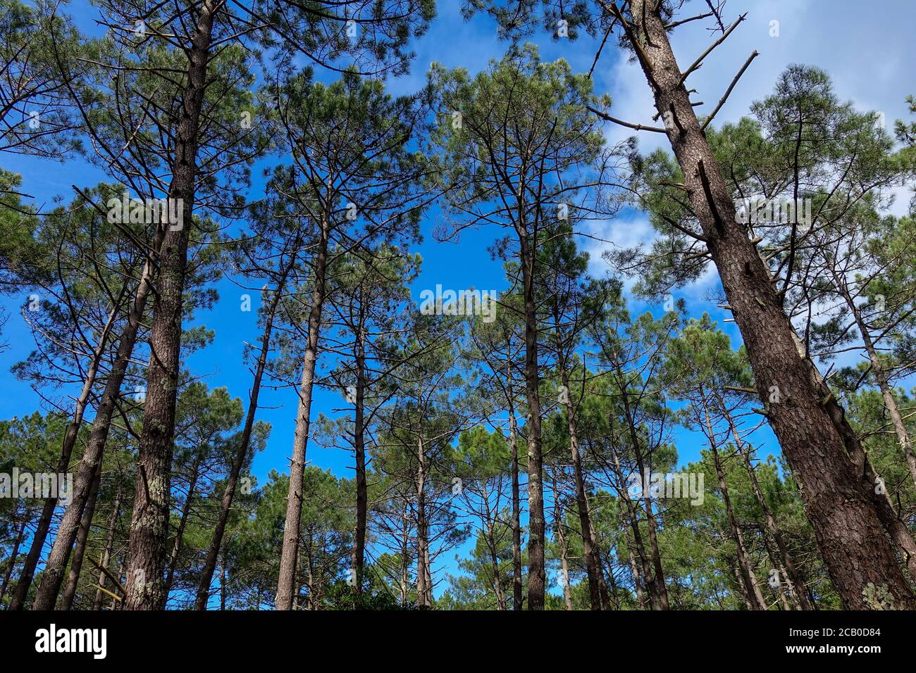 Pine wood trees on a plantaion in a forest near Bordeaux under blue sky. Stock Photo