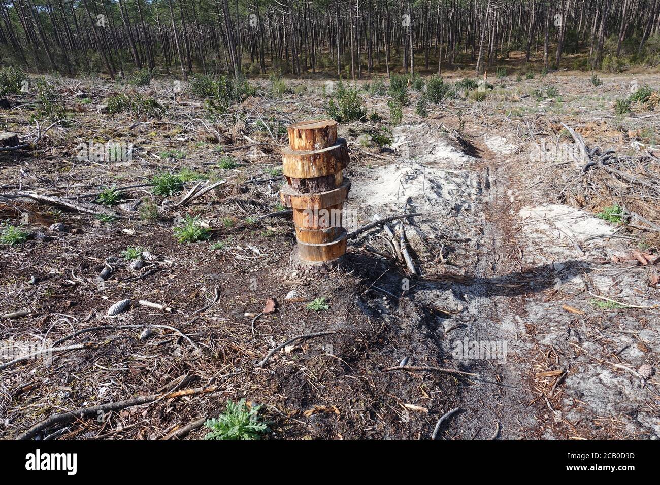 Symbolic tower of wood on a clearcut area in the forest with pine trees ...