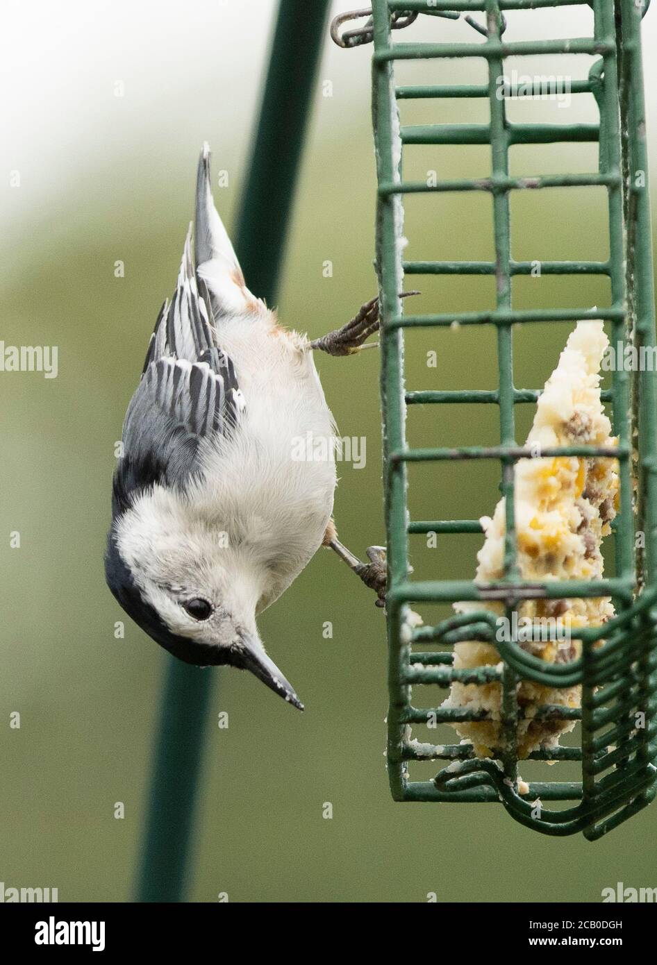 A Nuthatch clings to the outside of the Suet Feeder. Stock Photo