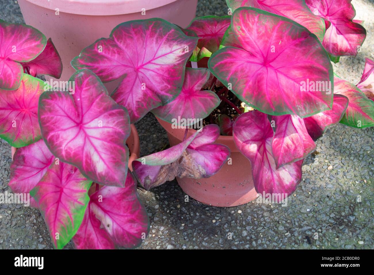 Rosebud, a pink and green fancy leaf caladium. Caladium is a genus of flowering plants in the arum family, Araceae. Stock Photo